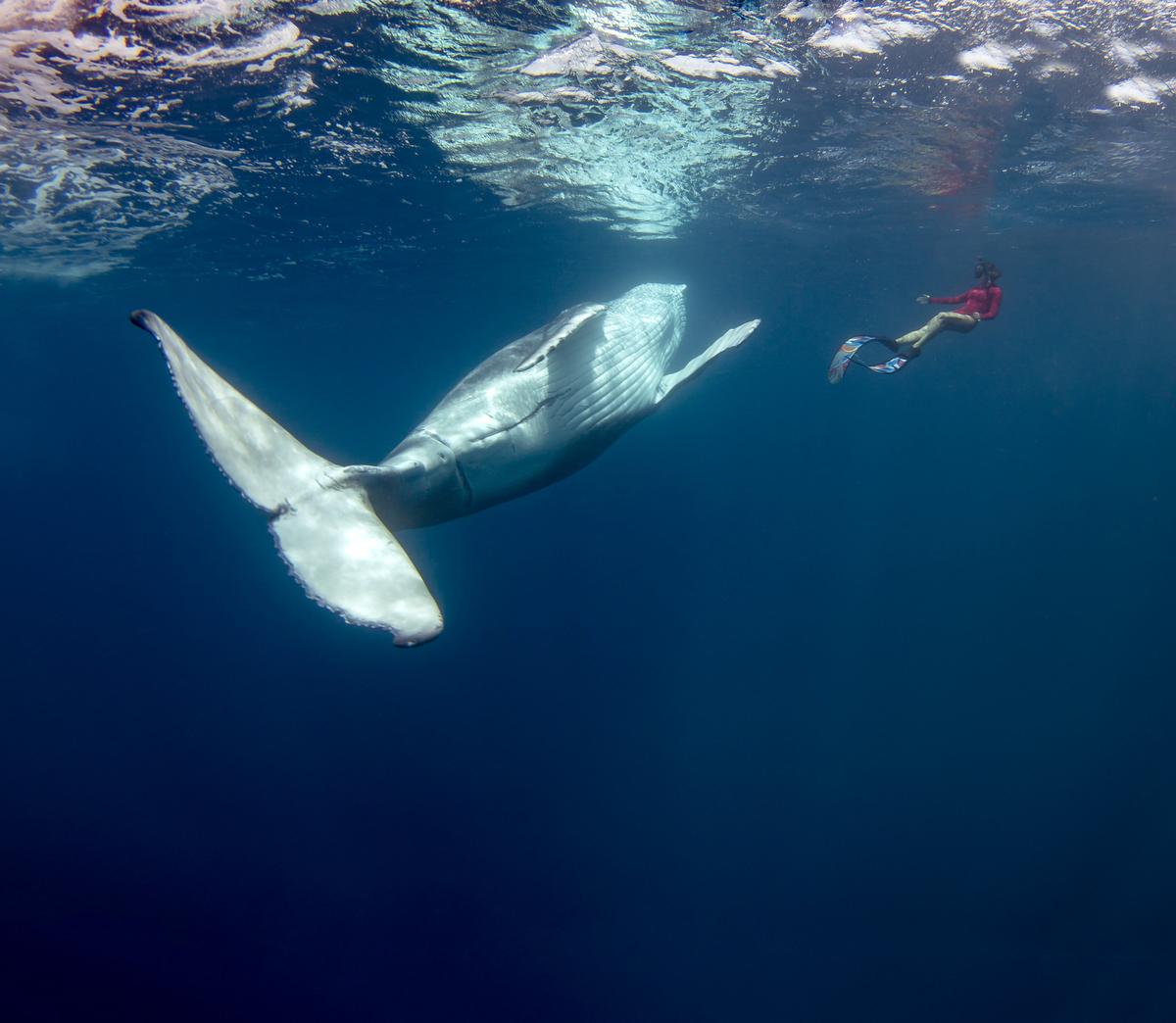 Alice with the humpback whale calf. (SWNS)