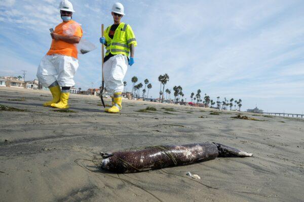 Workers in protective suits walk by as dead marine life washed off on a beach after an oil spill in Newport Beach, Calif., on Oct. 6, 2021. (Ringo H.W. Chiu/AP Photo)