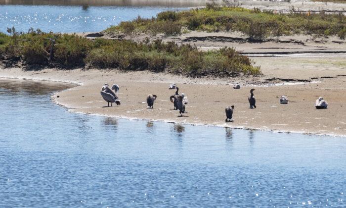 Huntington Beach Again Considers Annexing Bolsa Chica Ecological Preserve