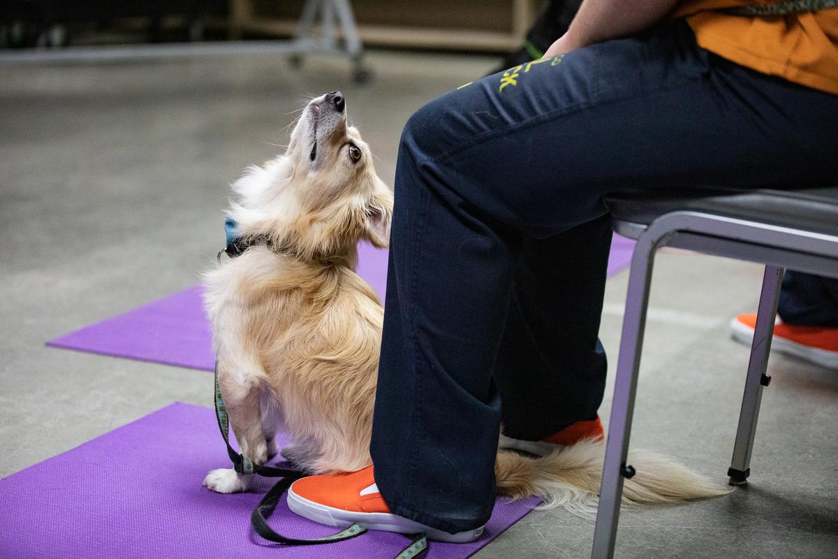 Inmate-Trained Canines Graduate from Sheriff COLLAR Program