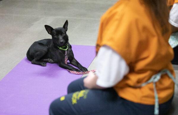 Three female inmates complete a dog training program at Theo Lacy Facility prision in Orange, Calif., on Oct. 7, 2021. (John Fredricks/The Epoch Times)