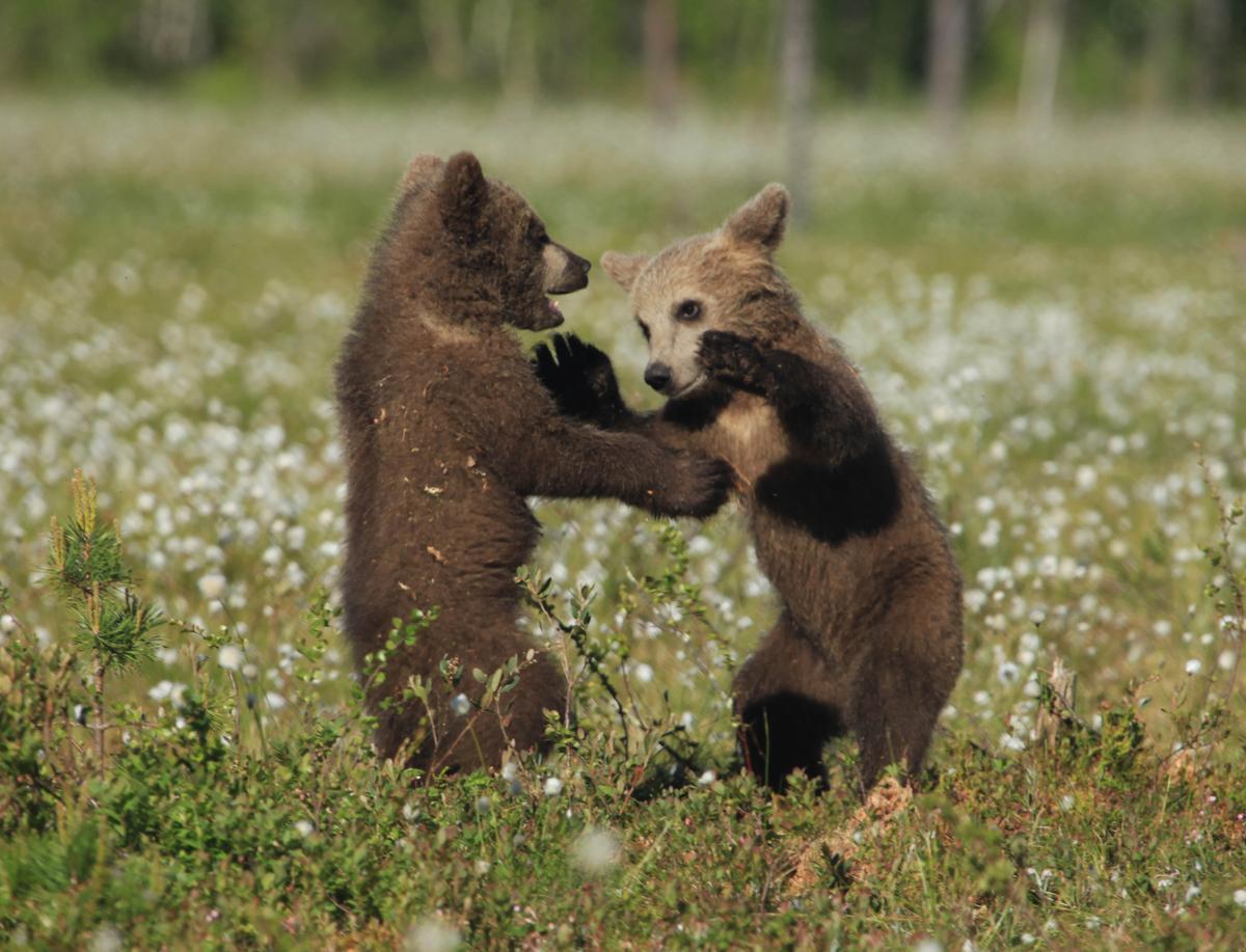 Bear cubs play fighting and seeming to hug. (Courtesy of Caters News)