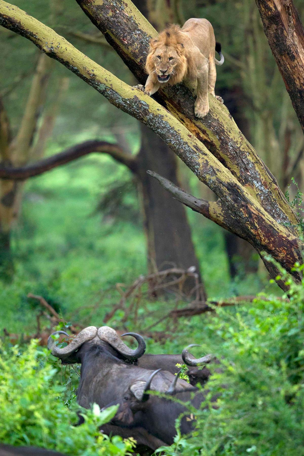 A scaredy-cat lion hides in a tree from a herd of angry cape buffaloes in Kenya. (Courtesy of Caters News)