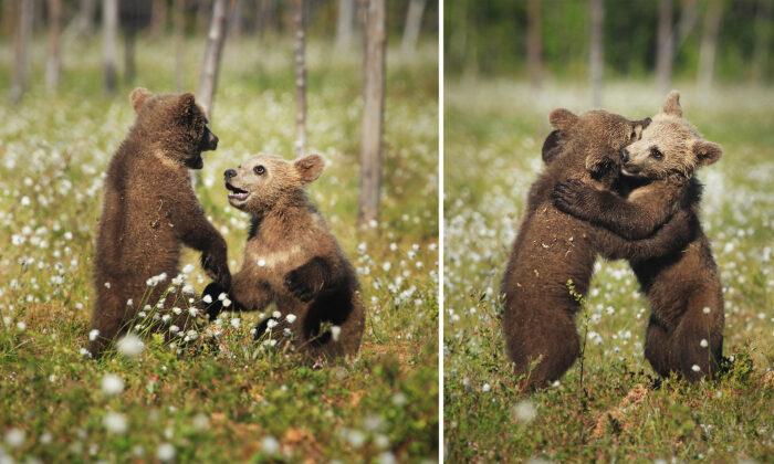 Photographer Snaps Bear Cubs Playing and Hugging as if From a Fairytale