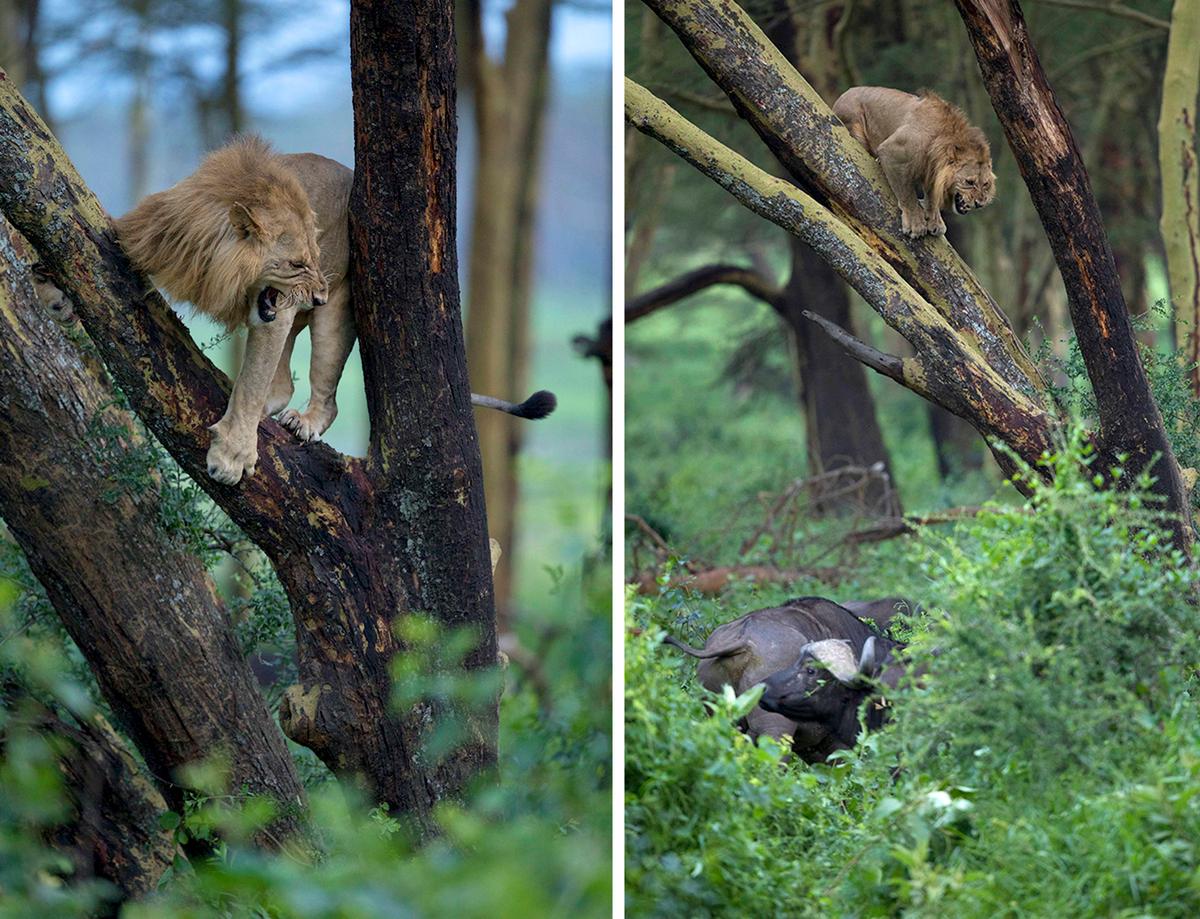 The unique moment of a lion being chased up a tree was captured by photographer Neelutpaul Barua, 39, from Mumbai, India. (Courtesy of Caters News)