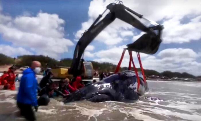 2 Beached Humpback Whales Spotted on Argentinian Coast—But Rescuers Save the Day With Backhoe
