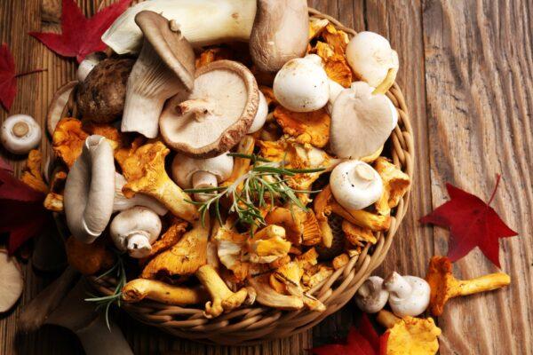 In Australia, many of the poisonous mushrooms look similar to edible wild mushrooms that are found in both Europe and Asia and people are advised to avoid picking any they see in the wild. (beats1/shutterstock)
