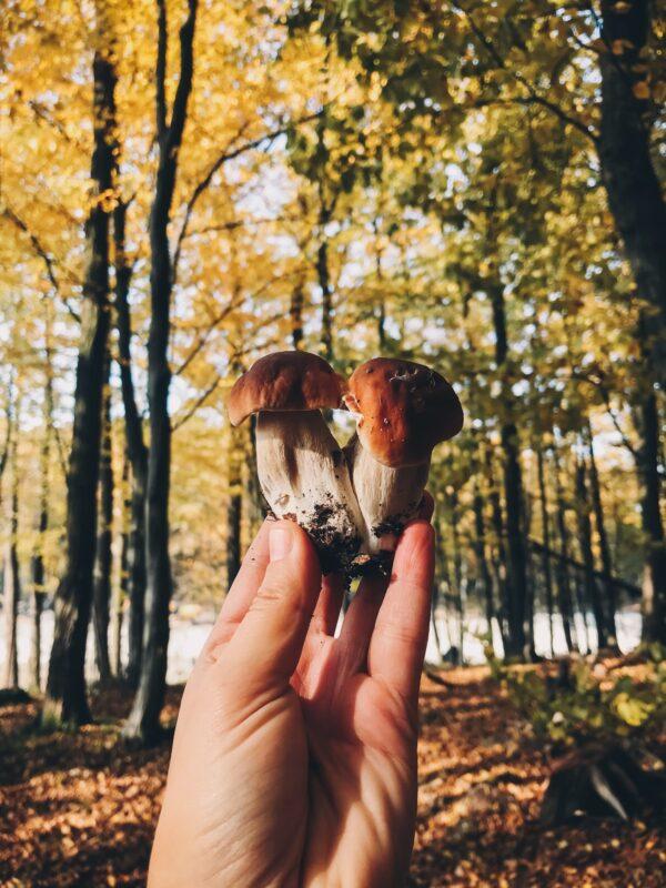 Mushrooming provides an element of reconnection to nature, the season, and the old ways. (Bogdan Sonjachnyj/Shutterstock)