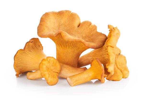 Chanterelle mushrooms. (Vitals/Shutterstock)