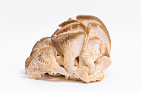 Oyster mushrooms. (Vera Larina/Shutterstock)