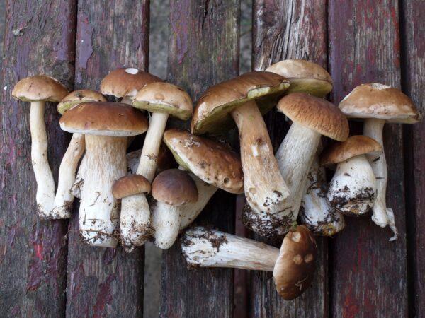 Porcini mushrooms, or ceps. (Bokstaz/Shutterstock)