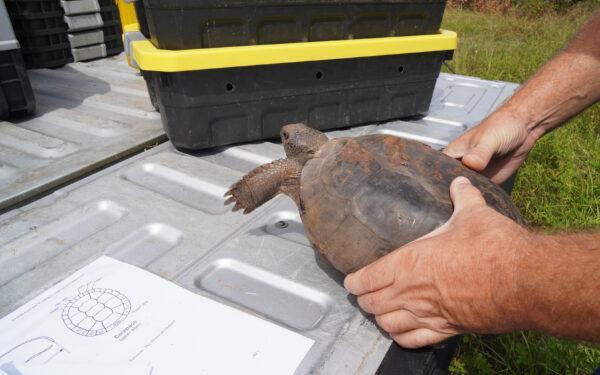 A Gopher tortoise is about to be released at a Lykes Brothers relocation site in Florida on Oct. 8, 2021. (Jann Falkenstern/The Epoch Times)