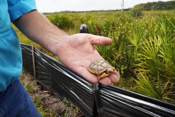 A tiny Gopher tortoise at a Lykes Brothers relocation site in Florida on Oct. 8, 2021. (Jann Falkenstern/The Epoch Times)