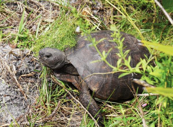 A Gopher tortoise at a Lykes Brothers relocation site in Florida on Oct. 8, 2021. (Jann Falkenstern/The Epoch Times)