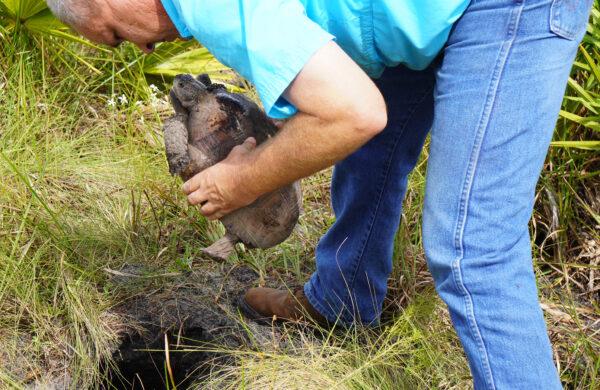A Gopher tortoise gets a helping hand to start a burrow at a Lykes Brothers relocation site in Florida on Oct. 8, 2021. (Jann Falkenstern/The Epoch Times)