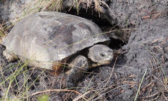 It’s Relocation, Relocation, Relocation for Florida’s Threatened Tortoises