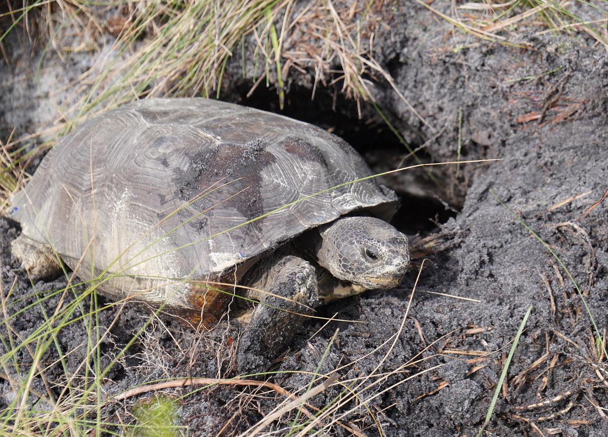 It’s Relocation, Relocation, Relocation for Florida’s Threatened Tortoises
