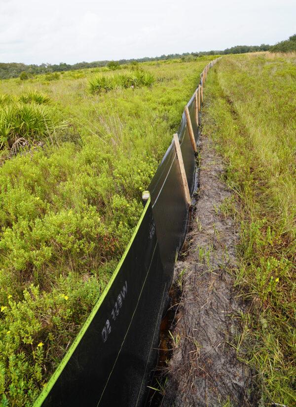 Silt fencing is used to keep Gopher tortoises from moving from their burrow area at Lykes Brothers relocation sites in Florida on Oct. 8, 2021. (Jann Falkenstern/The Epoch Times)