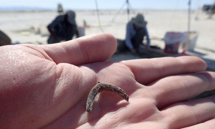 Hearth Site in Utah Desert Reveals Human Tobacco Use 12,300 Years Ago