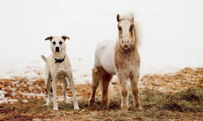 ‘It’s Really Special’: Rescued Mini Horse and Dog Share an Incredible Bond With Each Other