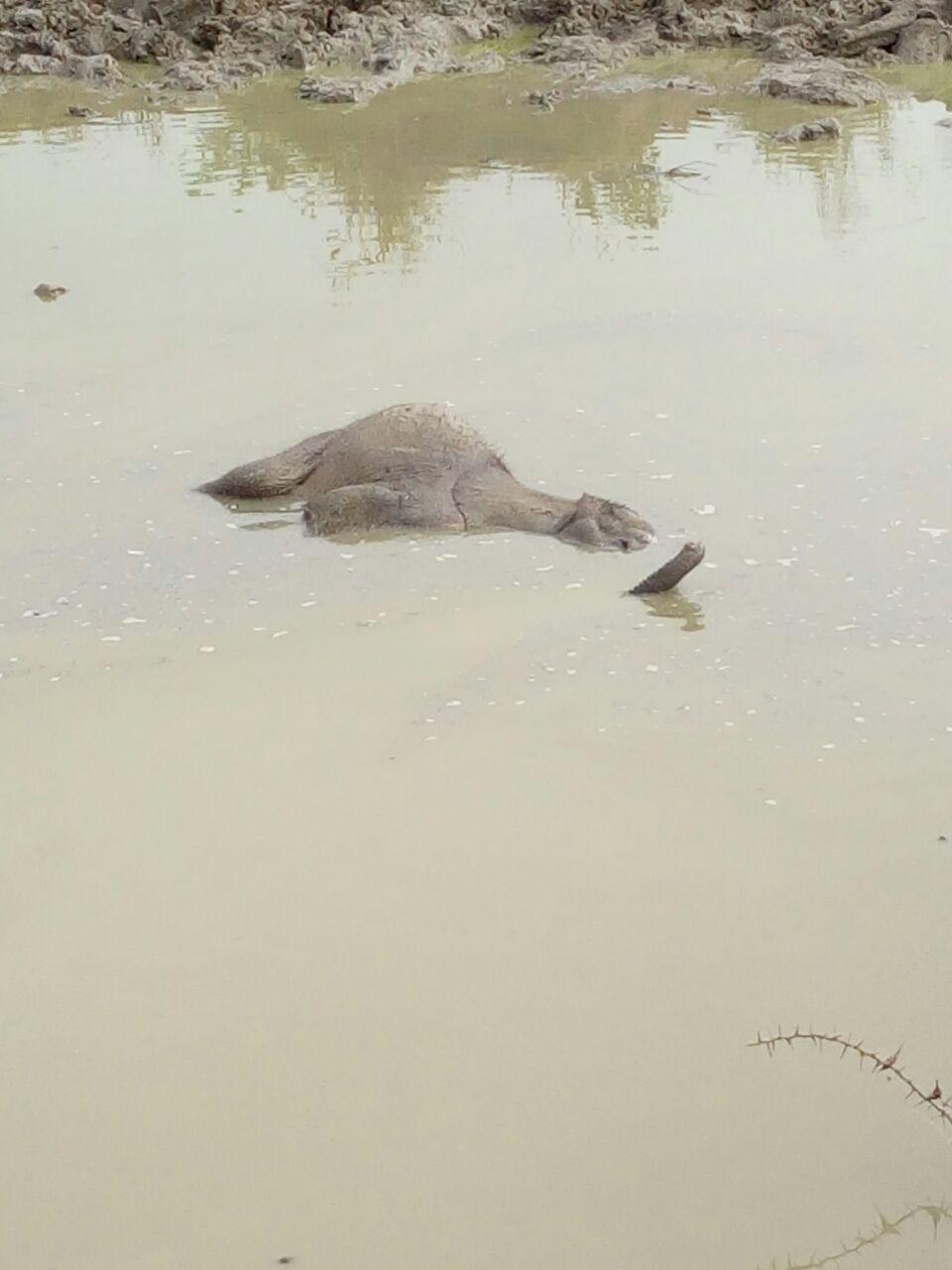 Dololo was submerged in a muddy pool outside in Kenya in 2018. (Courtesy of <a href="https://www.facebook.com/SheldrickTrust/" target="_blank" rel="noopener">Sheldrick Wildlife Trust</a>)