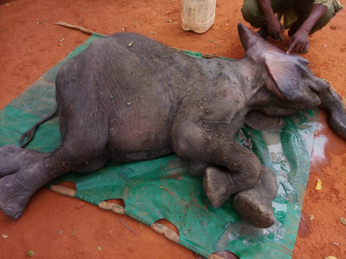 Dololo after being pulled out of the muddy pool by the Kenya Wildlife Service rangers. (Courtesy of <a href="https://www.facebook.com/SheldrickTrust/">Sheldrick Wildlife Trust</a>)