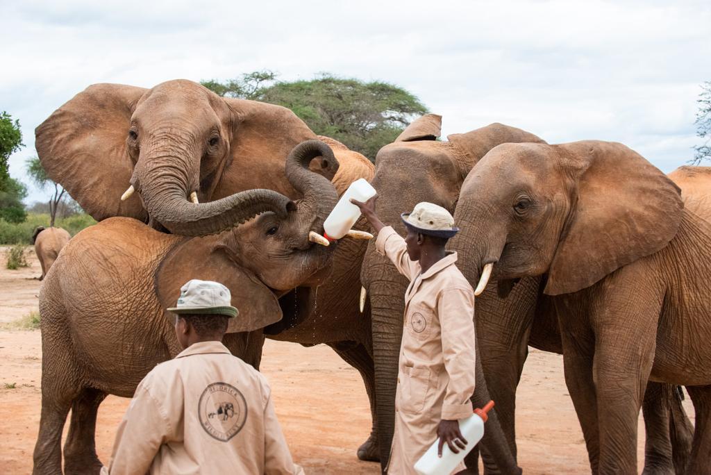 Dololo with his keepers and other rescued elephants at the Sheldrick Wildlife Trust. (Courtesy of <a href="https://www.facebook.com/SheldrickTrust/">Sheldrick Wildlife Trust</a>)