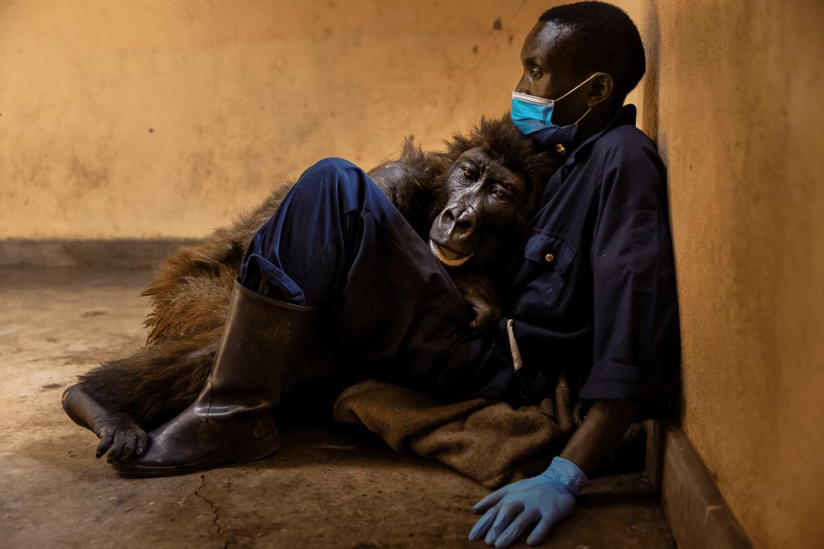 Ndakasi died in the arms of her life-long friend and caretaker at Virunga National Park on Sept. 26, 2021. (Courtesy of Brent Stirton/<a href="https://www.facebook.com/virunga/">Virunga National Park</a>)
