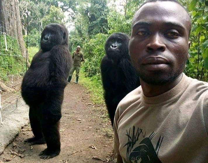 Ndakasi and Ndeze rose to fame after photobombing ranger Mathiew Shamavu's selfie in 2019. (Courtesy of <a href="https://www.facebook.com/virunga/">Virunga National Park</a>)