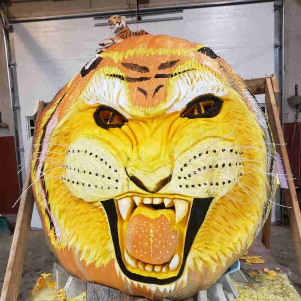 Travis Gienger’s 2,350-pound “Tiger King,” winner of the 2020 pumpkin weigh-off, carved into a tiger in Anoka, Minnesota. (Courtesy of Travis Gienger)