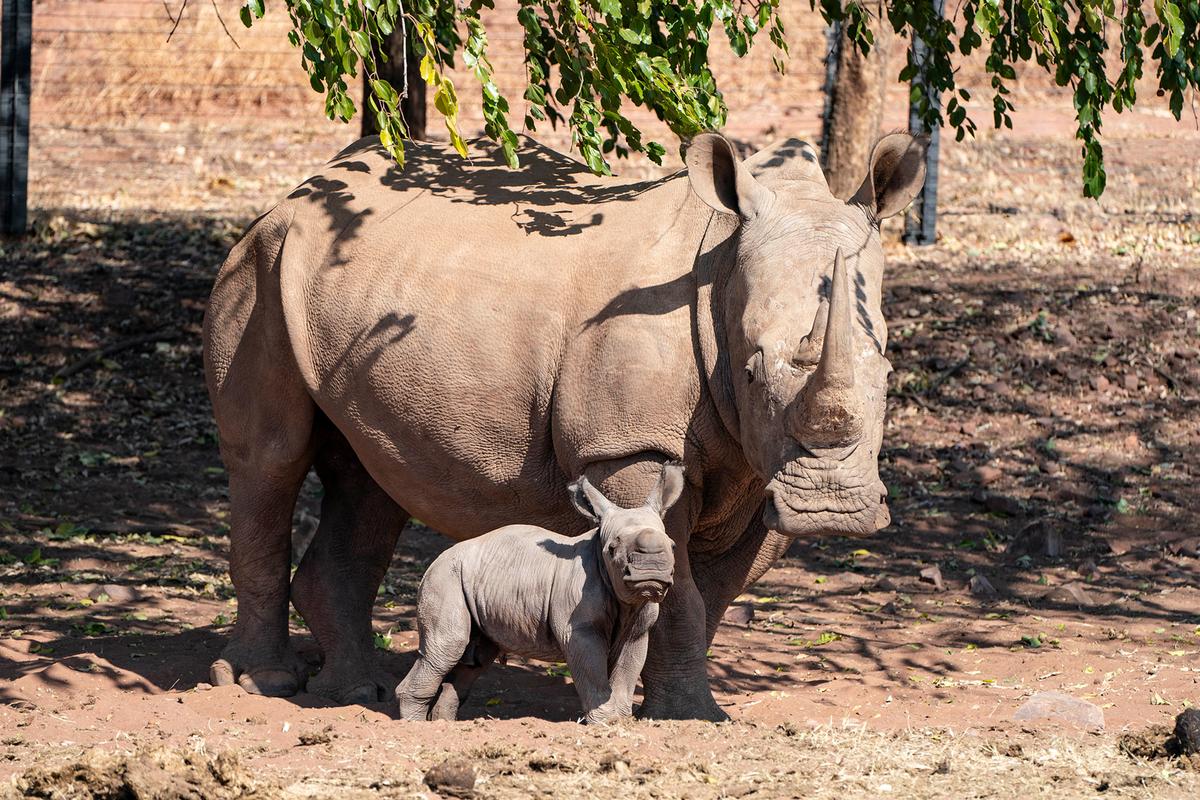 Baby rhino Daniel with his mother, one of the female rhinos rescued by the organization. (Courtesy of Caters News)