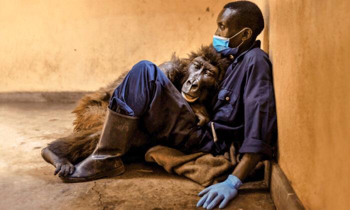 Orphaned Mountain Gorilla, 14, Dies in the Arms of Her Caretaker: ‘I Loved Her Like a Child’