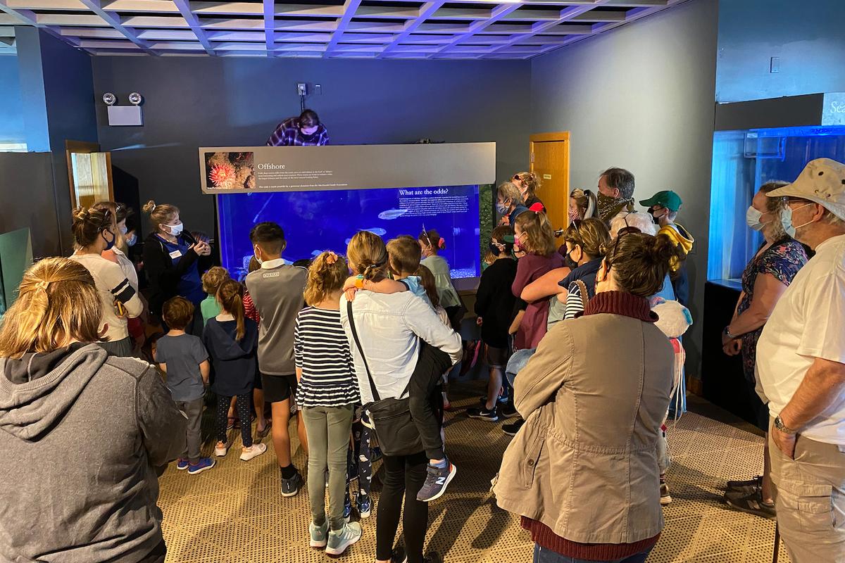 Visitors observe the Seacoast Science Center's newly acquired blue-and-orange-split lobster. (Courtesy of <a href="https://www.seacoastsciencecenter.org/">Seacoast Science Center</a>)