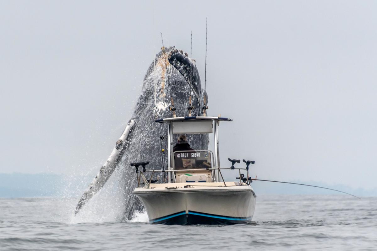 Douglas Crofts captured images of a whale breaching. (Courtesy of Douglas Croft/Caters News)