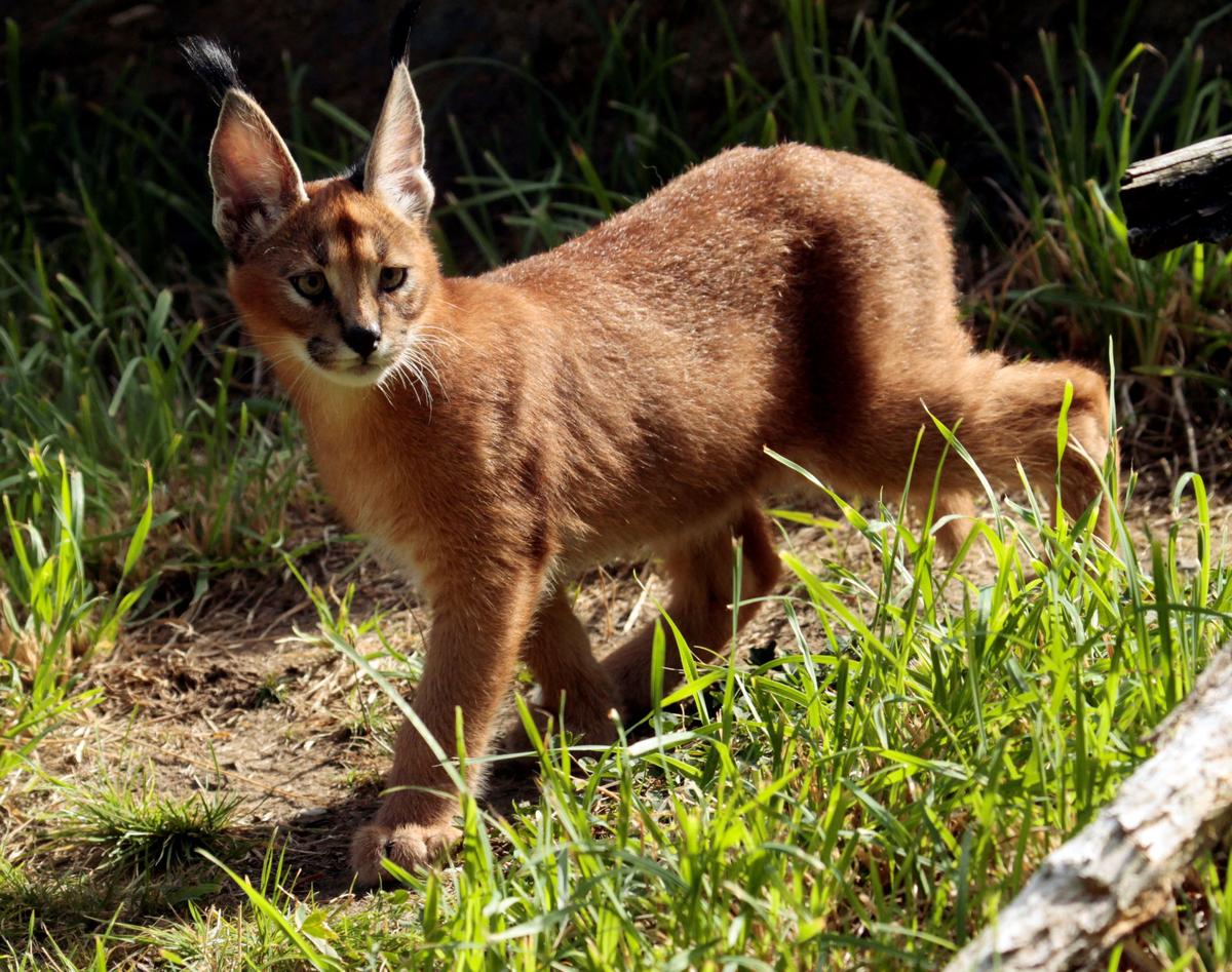 Large African Cat Captured After Escape in Detroit Suburb