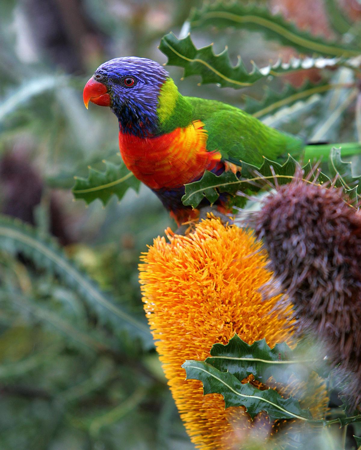 Mystery Illness Leaves Thousands of Lorikeets, Flying Foxes Unable to Fly or Blink