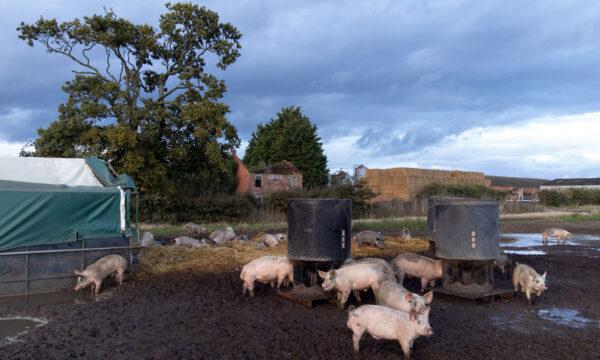 A pig farm in Norfolk, England, on Oct. 5, 2021. (Joe Giddens/PA)