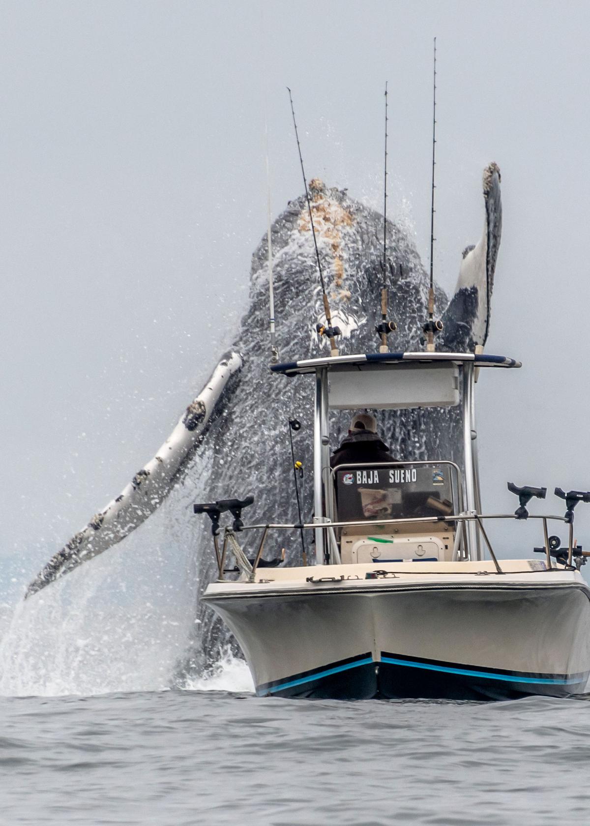 A whale breaching very close to a fisherman's boat off Monterey Bay, California. (Courtesy of Douglas Croft/Caters News)