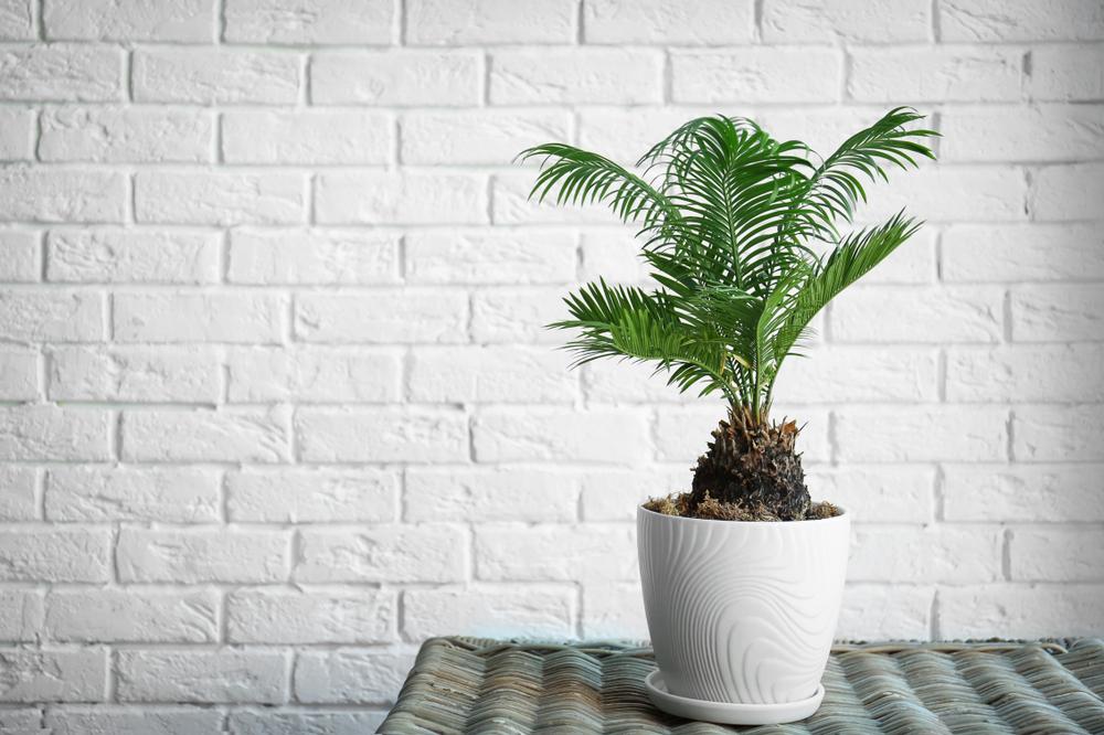 All parts of the sago palm are poisonous—even if the dog only chews the plant but doesn't swallow. (New Africa/Shutterstock)