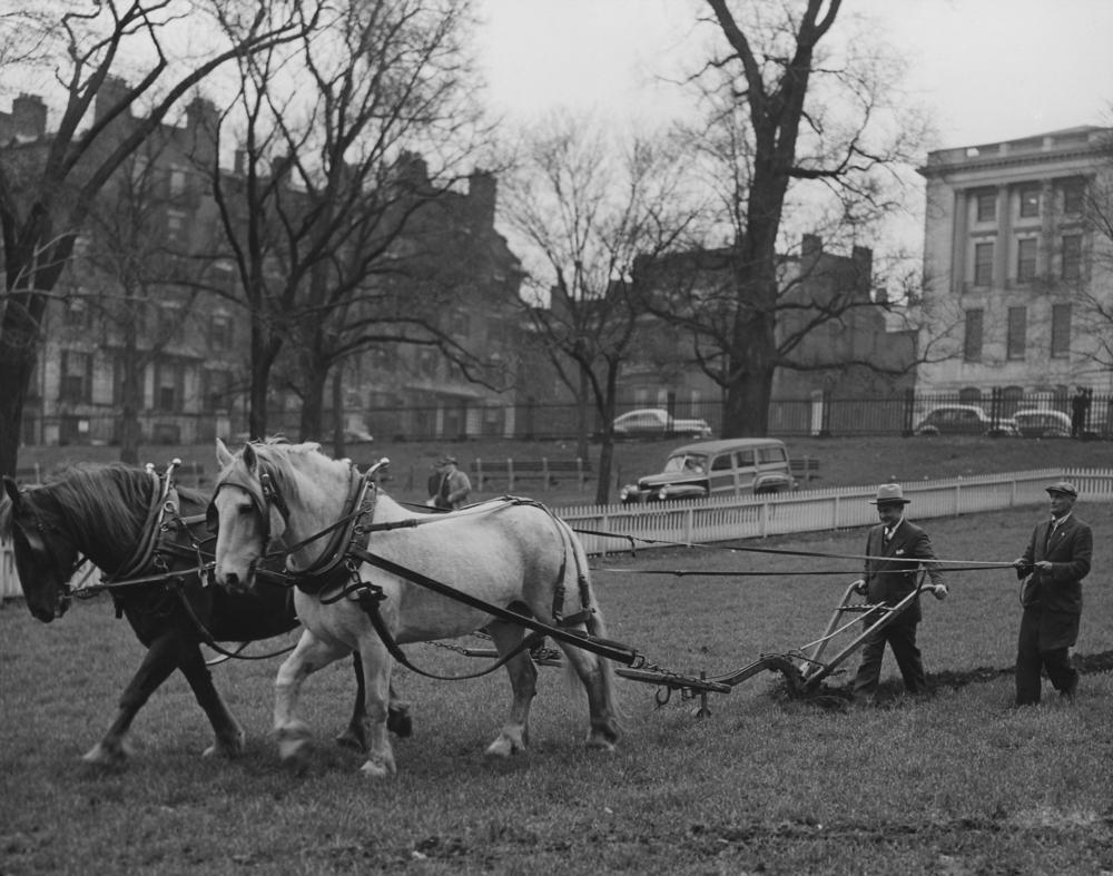Plowing Boston Common for the Victory Garden program during World War II. (Everett Collection/Shutterstock)