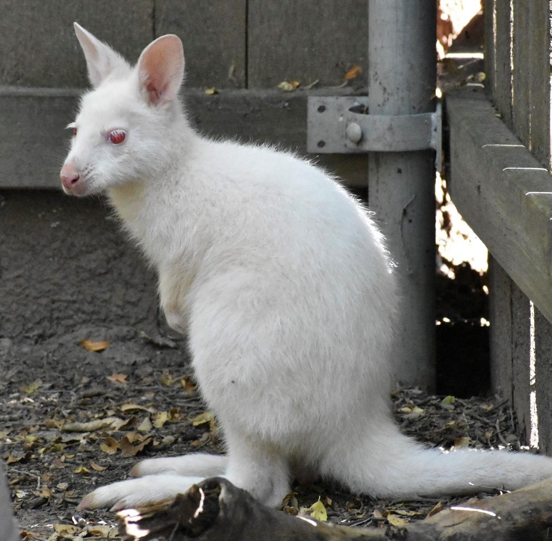 Bruny the albino wallaby joey at Sunset Zoo in Manhattan, New York. (Courtesy of Amelia Jerome/<a href="https://mailchi.mp/cityofmhk/sunset-zoo-has-rare-albino-born-at-zoo">Sunset Zoo</a>)