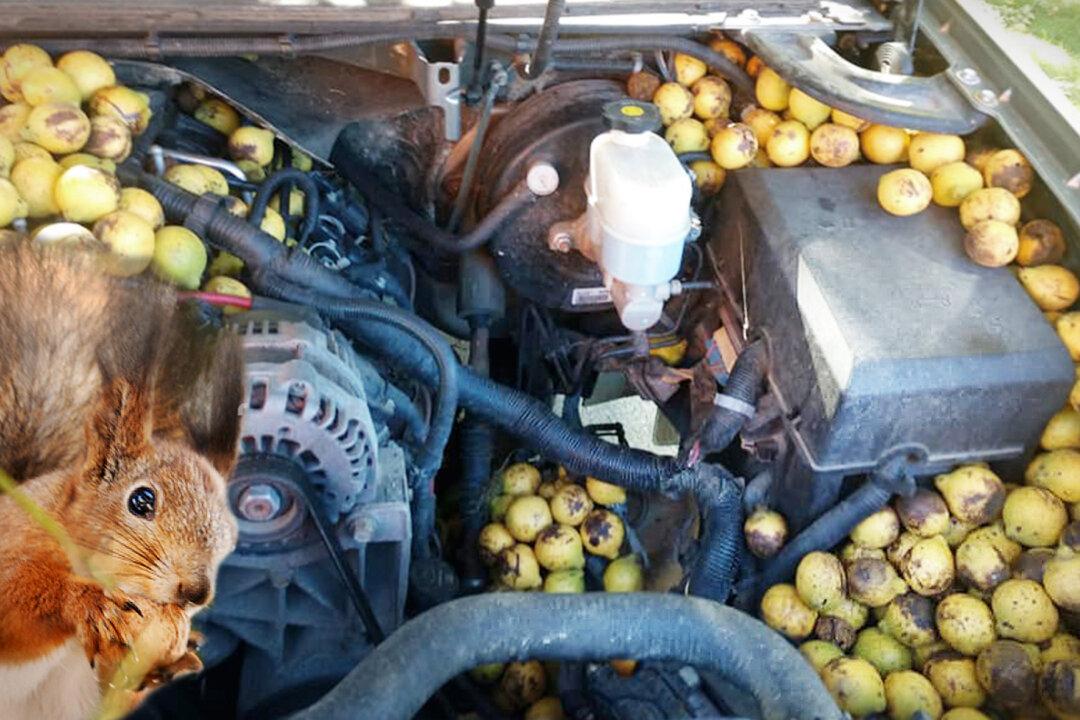 Fargo Man Finds 180 Pounds of Walnuts Stashed by Red Squirrel Inside His Chevy Avalanche