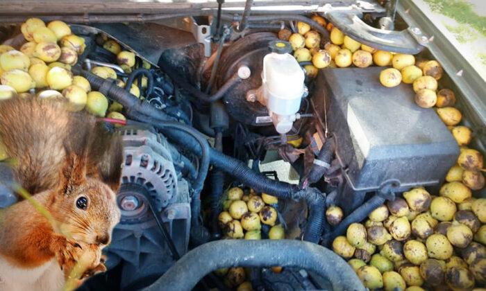 Fargo Man Finds 180 Pounds of Walnuts Stashed by Red Squirrel Inside His Chevy Avalanche