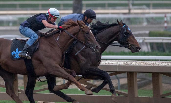 Horse Dies After Training Injury at Santa Anita Park