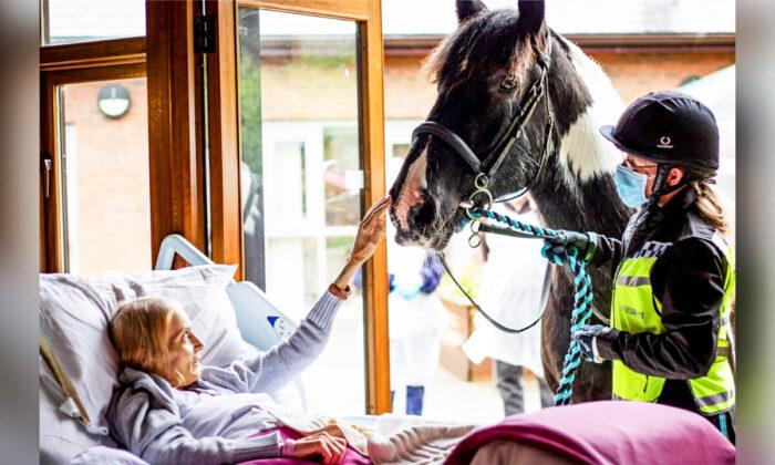 Dying Woman Bids Beloved Horse and Dogs Goodbye as Hospice Staff Bring Them to Her Bedside