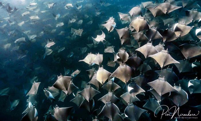 Divers Mesmerized by Swarm of Thousands of Mobula Rays in Baja—and the Photos Are Surreal