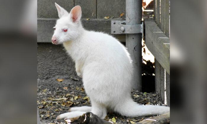 Rare White Albino Wallaby Baby Peeks Head Out of Mom’s Pouch for First Time at Manhattan Zoo