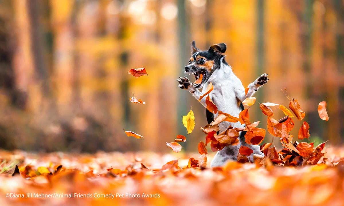 Comedy Pet Photography Awards 2021 Releases Finalist Photos—And They’re Hilarious
