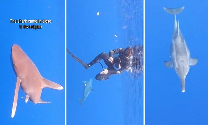 VIDEO: Dolphin Spots Shark Circling Near Scuba Divers—Amazingly Tries to ‘Protect’ Them