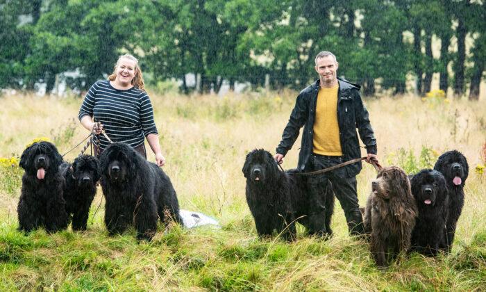 Couple Share Their Home With 7 Huge Newfoundland Dogs: ‘They Aren’t the Breed for Everyone’